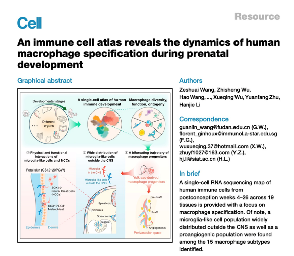 Major Breakthrough! Research by Our Hospital’s Maternal-Fetal Medicine Team Published in Cell, Revealing New Roles of Macrophages