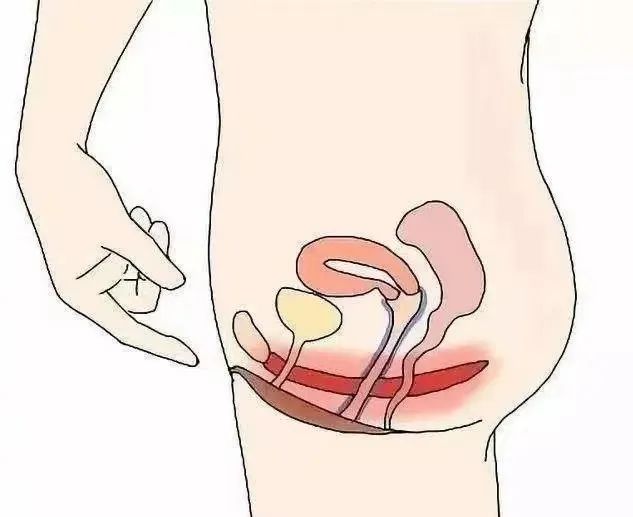 盆底筋膜.jpeg
