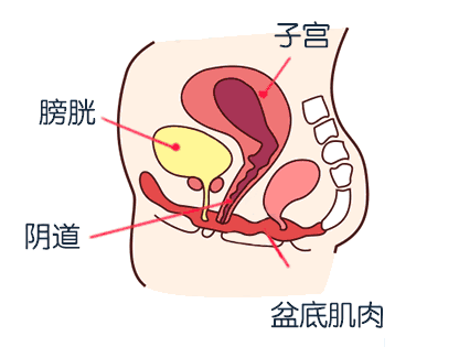 子宫.gif