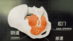 子宫展示.gif