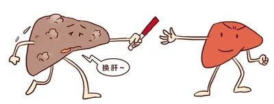 肝恢复.jpeg