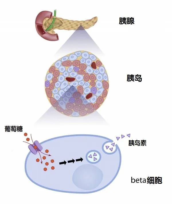 胰岛素.jpeg