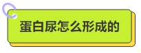 蛋白尿怎么形成的.png