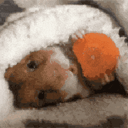 吃胡萝卜.gif