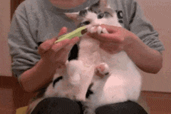 被迫剪指甲.gif