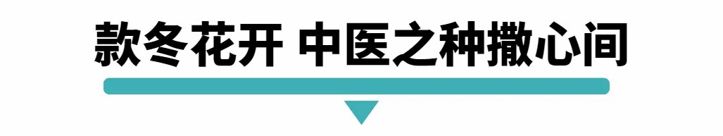 款冬花开 中医之种撒心间.jpg