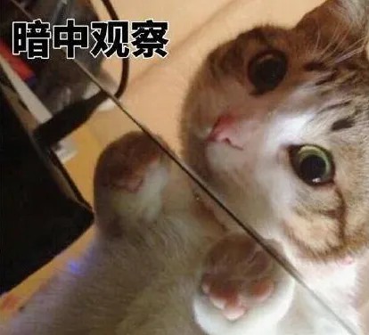 暗中观察.jpg