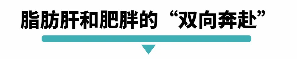 脂肪肝和肥胖的“双向奔赴”.jpg