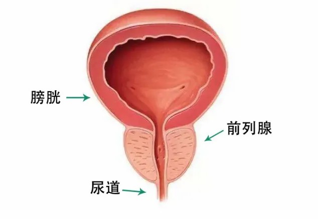 控尿.jpg