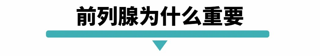 前列腺为什么重要.jpg