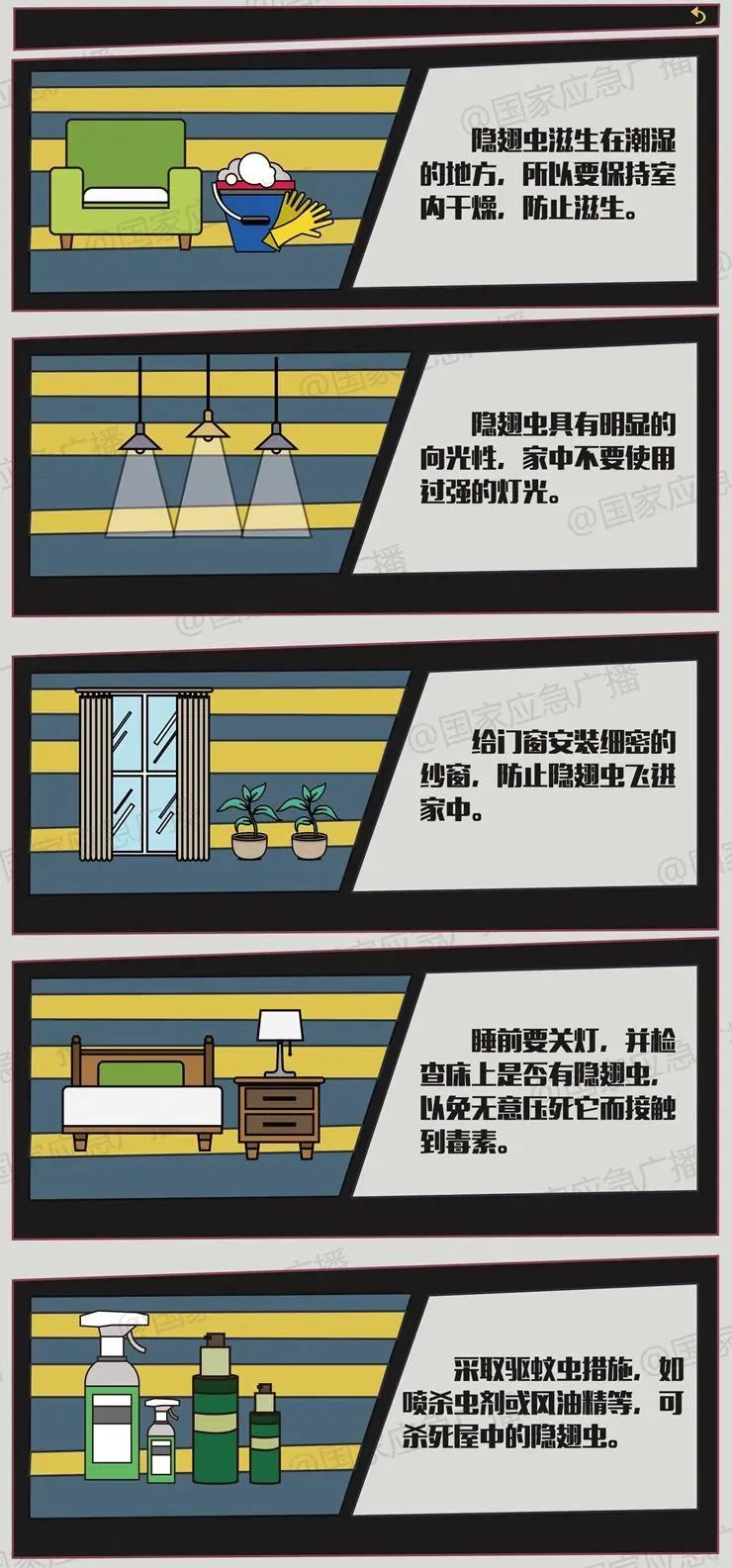 隐翅虫1.jpg