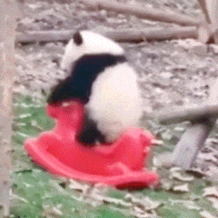 熊猫.gif