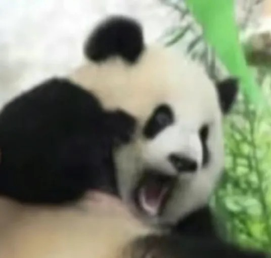 吓死熊猫了.jpg
