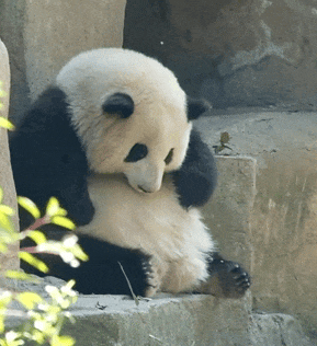 熊猫.gif