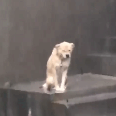 用过热或过冷的水洗头.gif