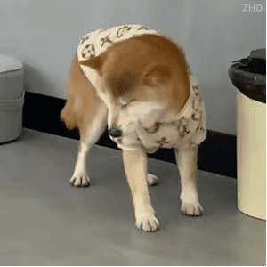 骨质.gif