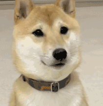 是的.gif
