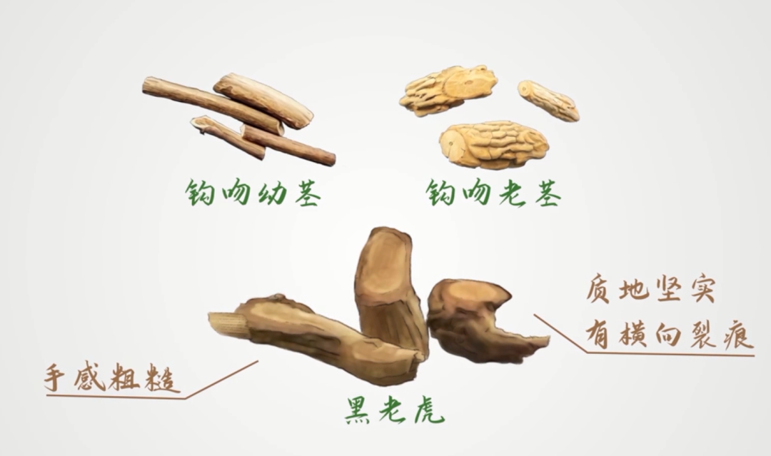 黑老虎.png