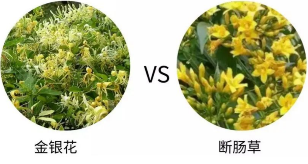 金银花.png