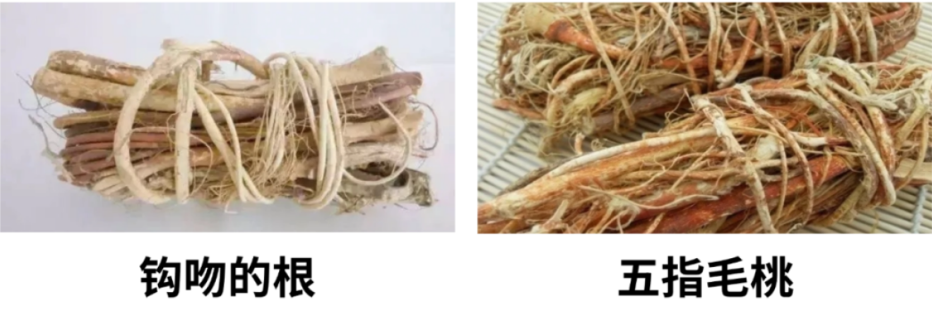 五指毛桃.png