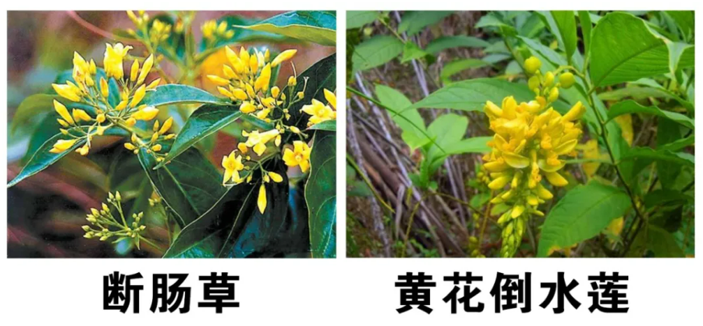 断肠草与黄花倒水莲.png