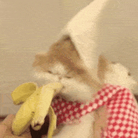 猫在吃.gif