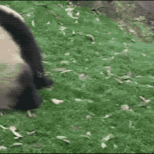 熊猫滚滚.gif