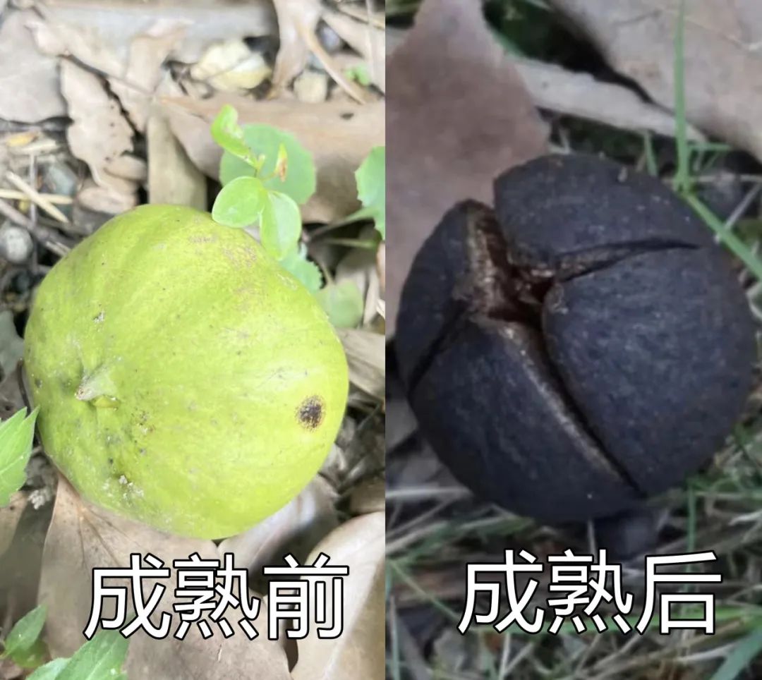 切勿误食，这些‘隐形杀手’可能就在你身边！.docx_4
