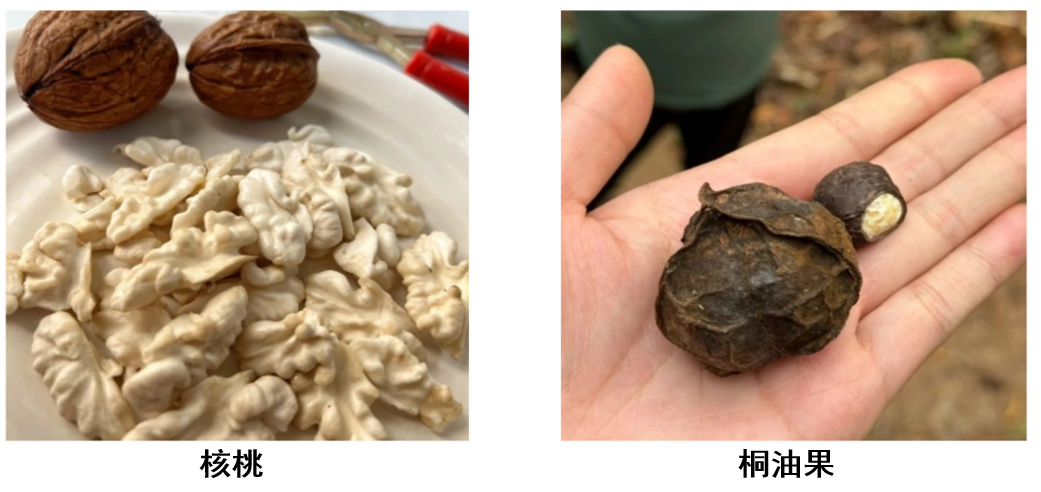 切勿误食，这些‘隐形杀手’可能就在你身边！.docx_5