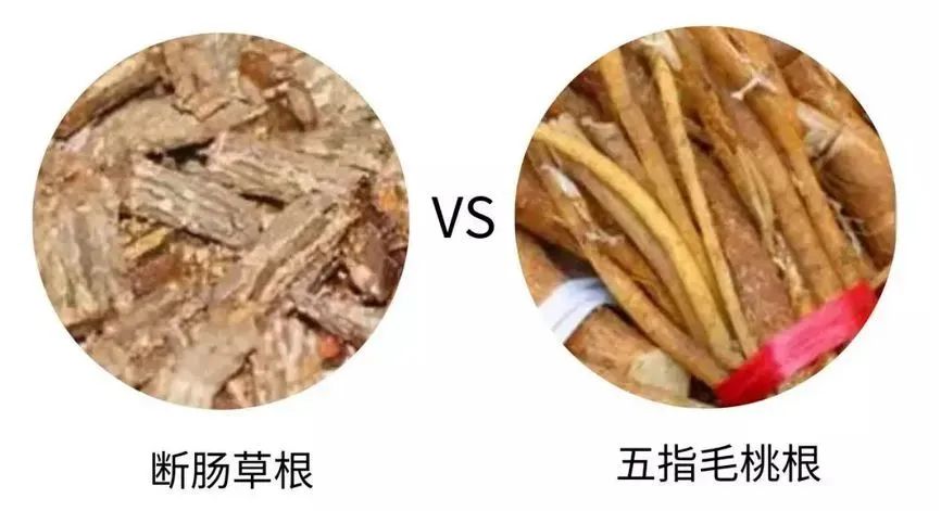 断肠草根、五指毛桃根.jpg