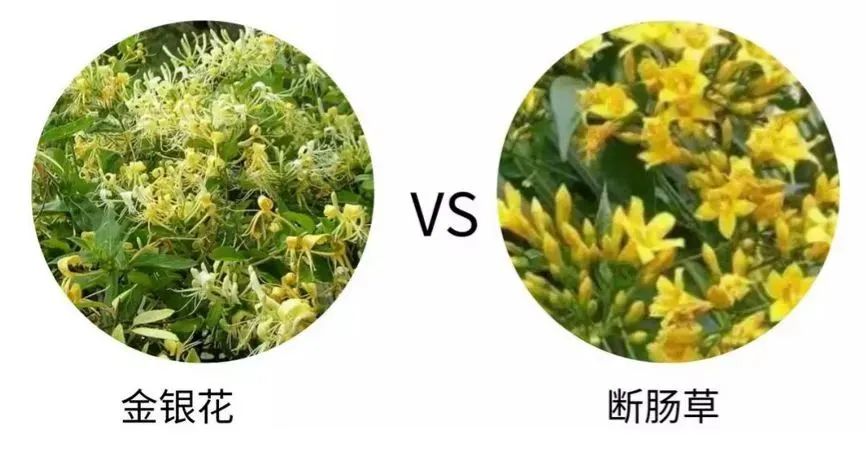 金银花、断肠草.jpg