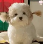 小狗.jpg