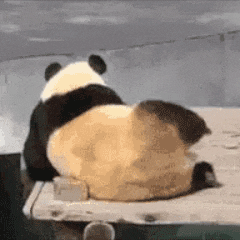 屁股痒.gif