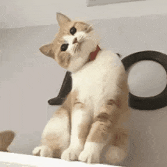猫猫.gif