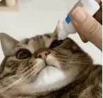 猫猫1.jpg