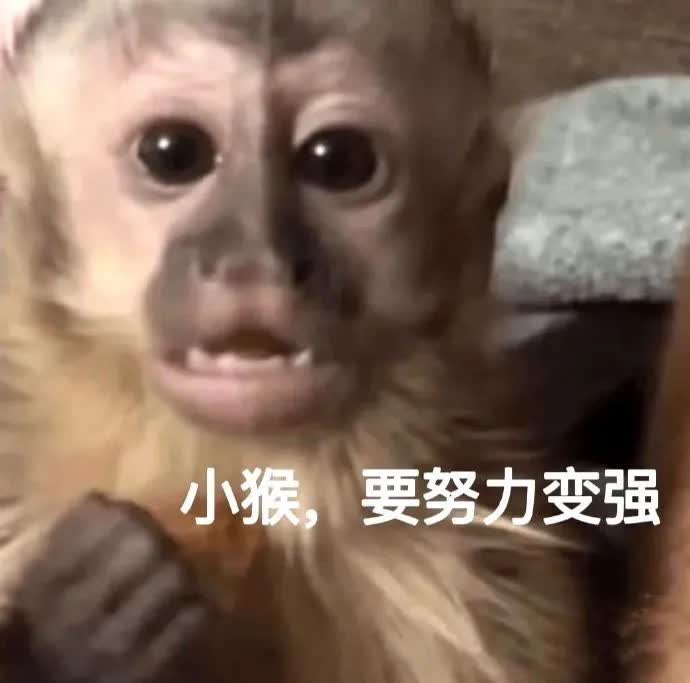 小猴要努力变强.jpg
