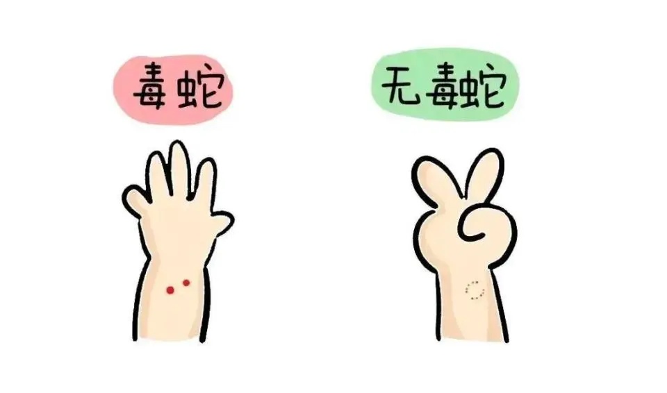 毒蛇的咬痕.jpg