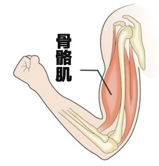骨骼肌.jpg