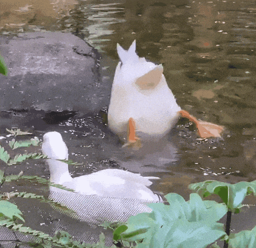 一群鸭子.gif