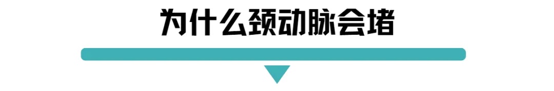 为什么颈动脉会堵.jpg