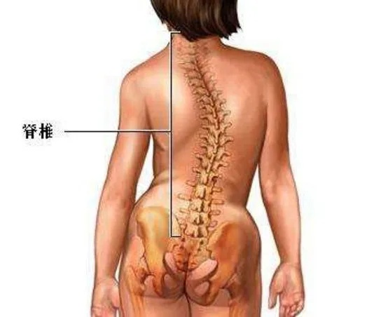 臀部和大腿连接的臀线是否水平.jpg