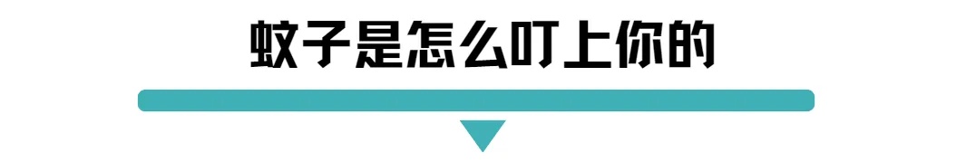 蚊子怎么叮上你.jpg