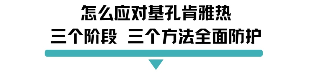 怎么应对基孔肯雅热三个阶段.jpg