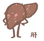 肝.jpg