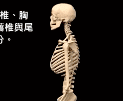 脊柱变形.gif