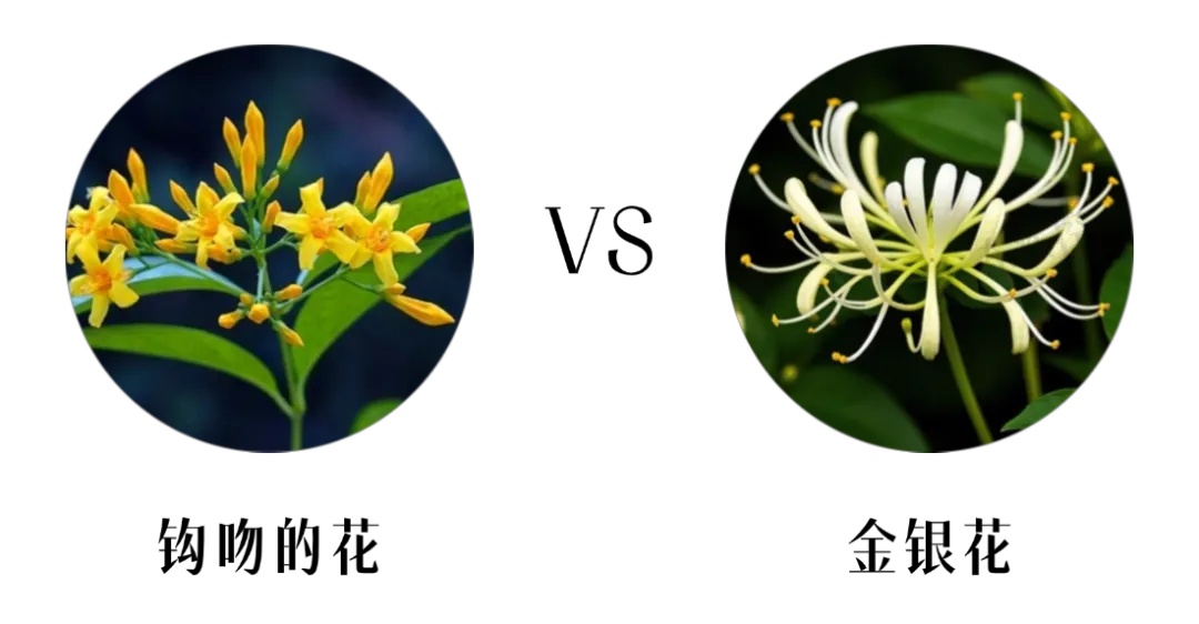 钩吻的花.jpg