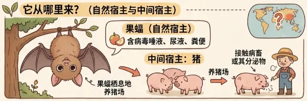 果蝠传播.jpg