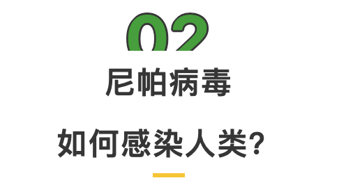 尼帕病毒如何感染人类.png
