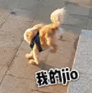 我的jio.jpg