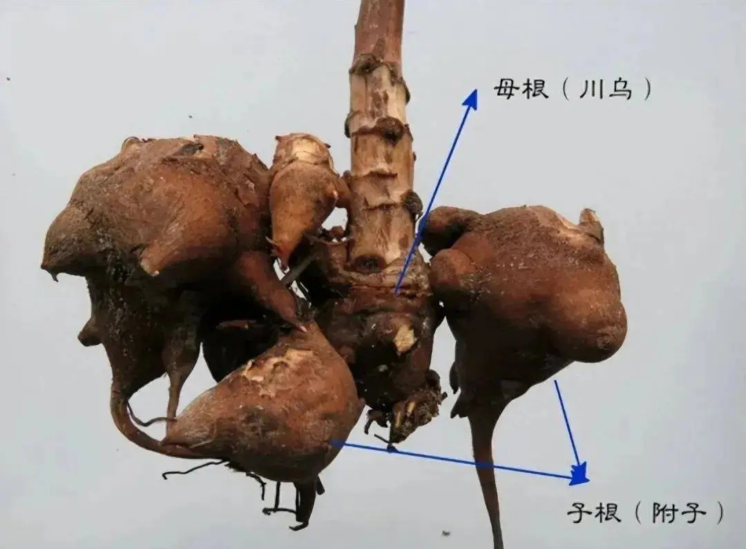 附子的“原生家庭” .jpg